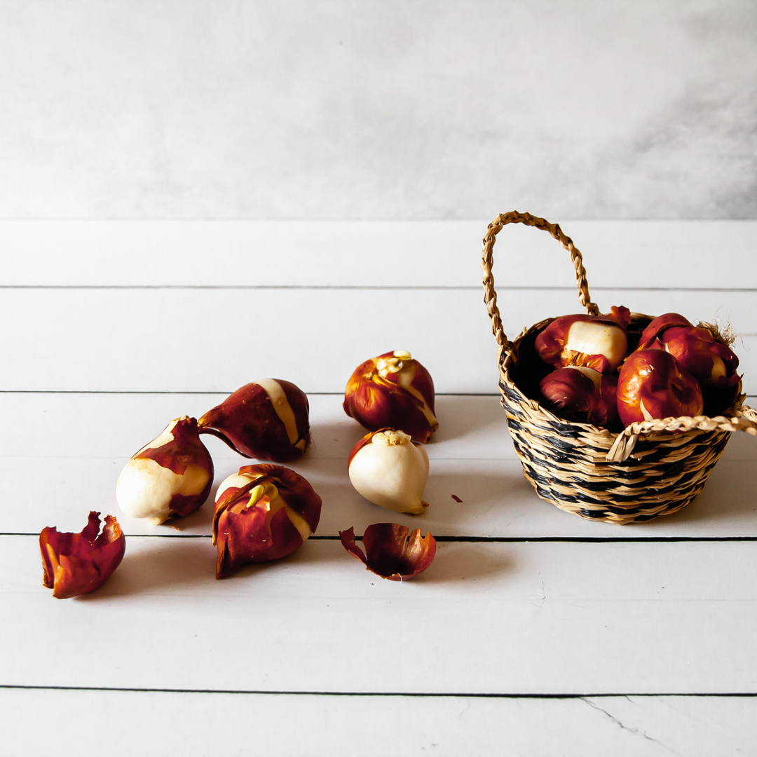 CUIDADOS DE LOS BULBOS DE TULIPANES