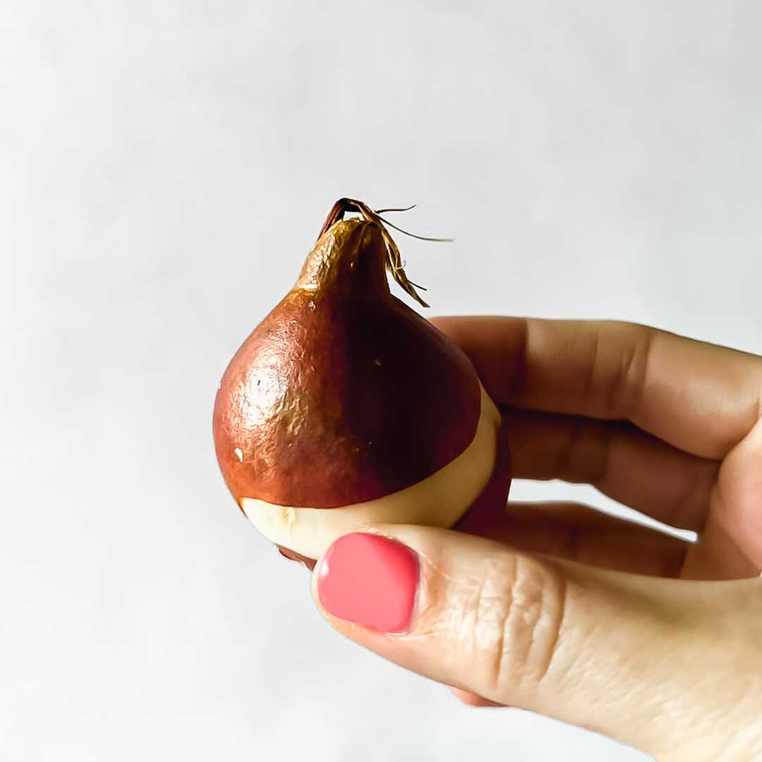 COMO CULTIVAR LOS BULBOS DE TULIPANES
