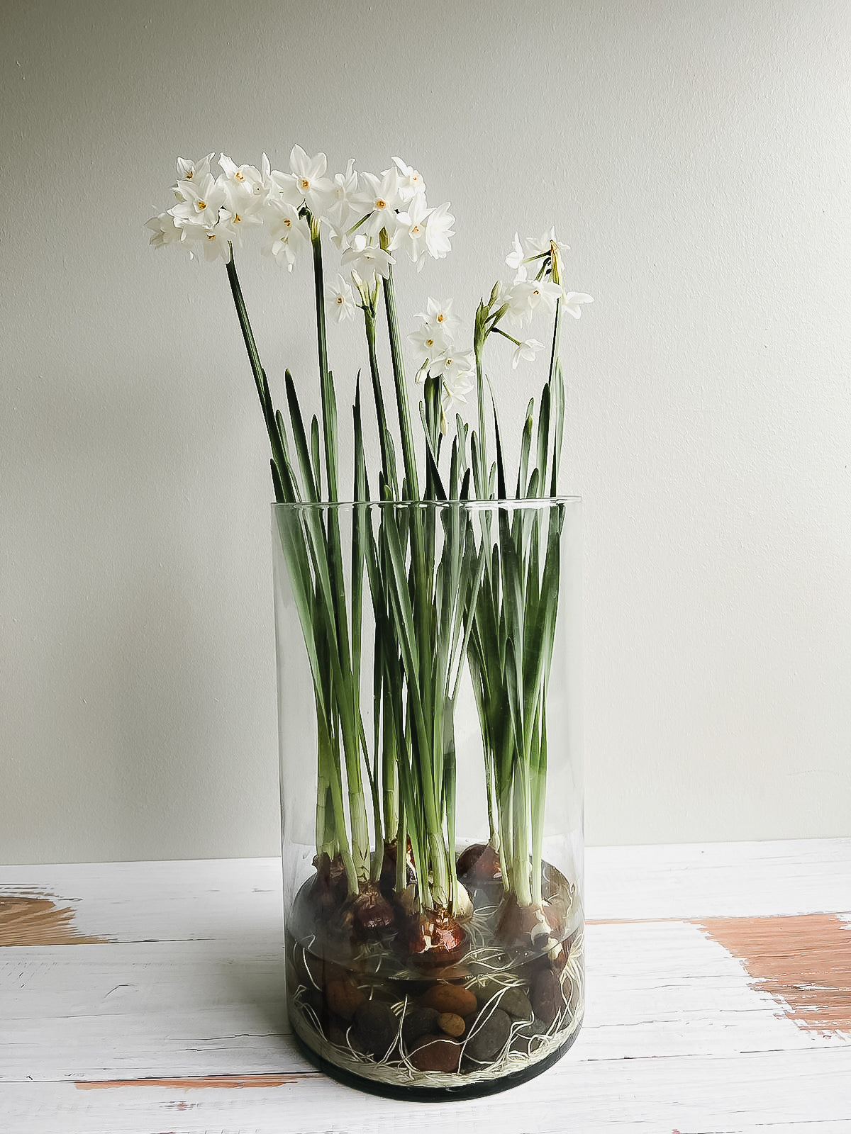 COMO CULTIVAR BULBOS DE TULIPANES O NARCISOS EN AGUA