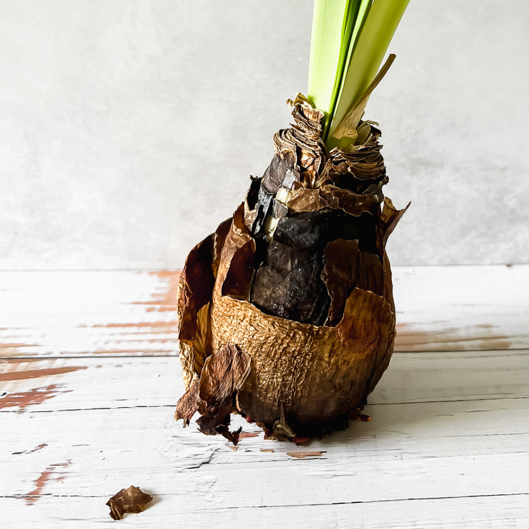 QUE HACER CON TU AMARYLLIS WAX CUANDO FLORECE?