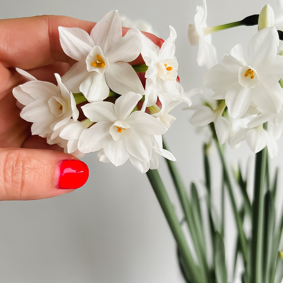 CULTIVAR NARCISOS AL INTERIOR