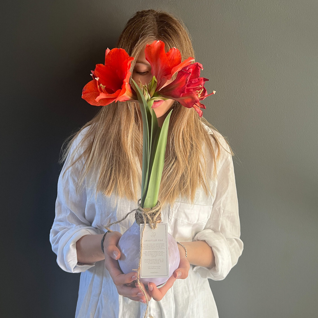 COMO CUIDAR MI AMARYLLIS WAX