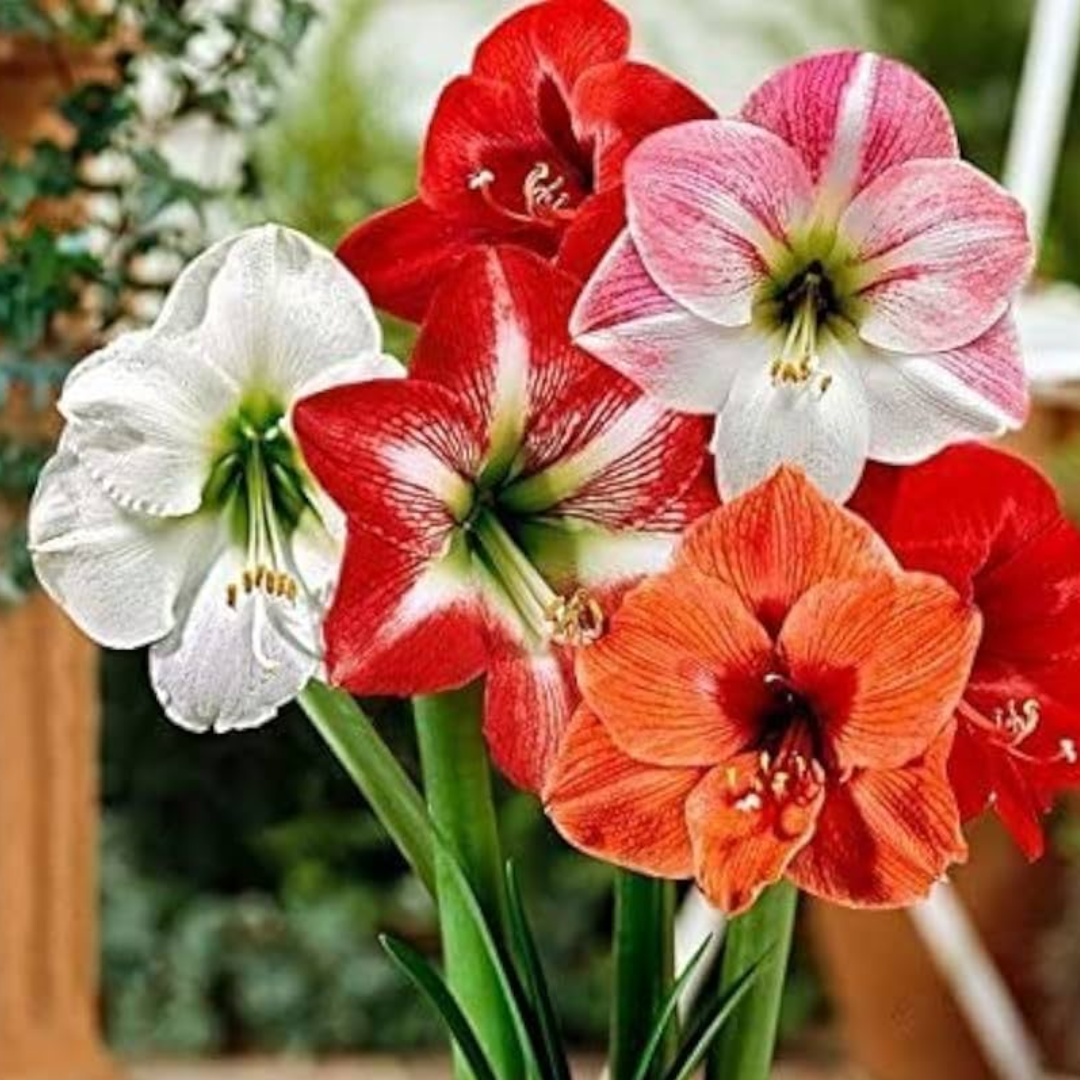 BULBOS DE AMARYLLIS