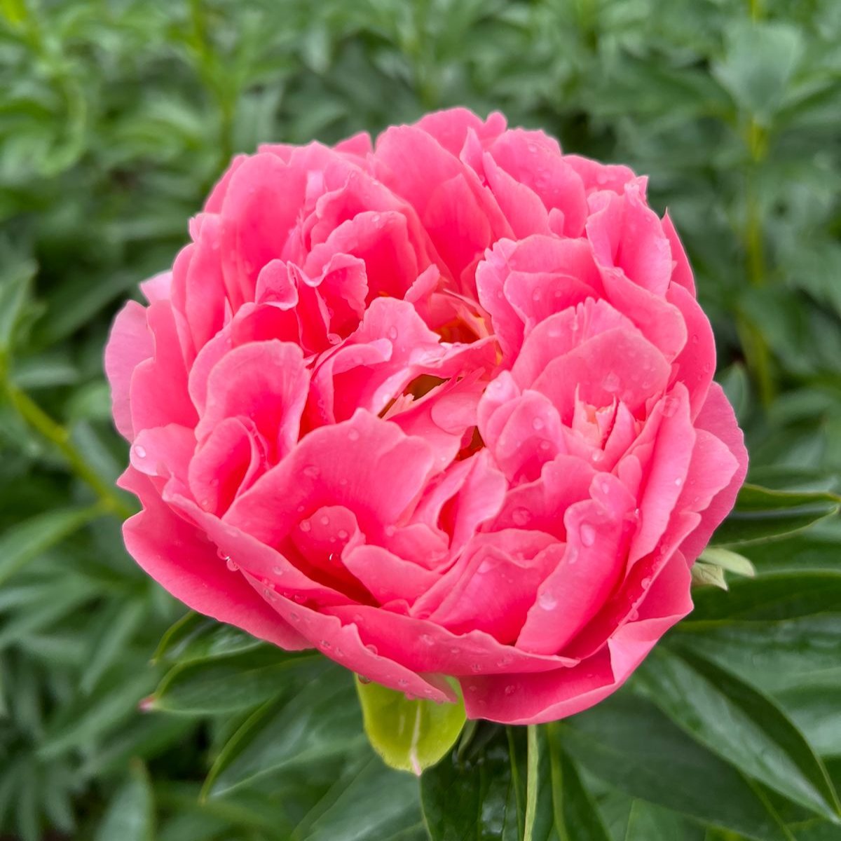 Peonias