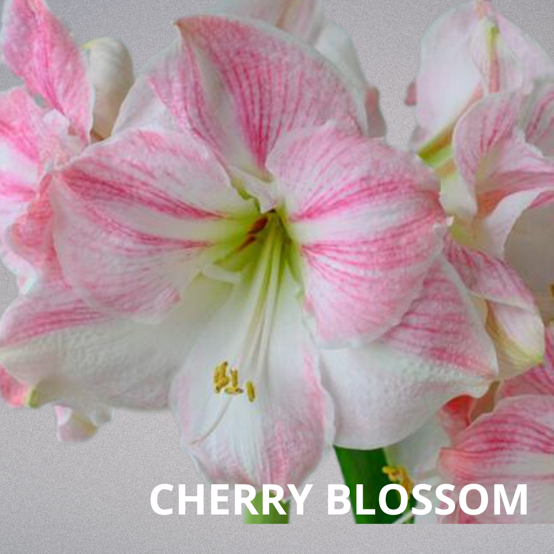 BULBOS DE AMARYLLIS