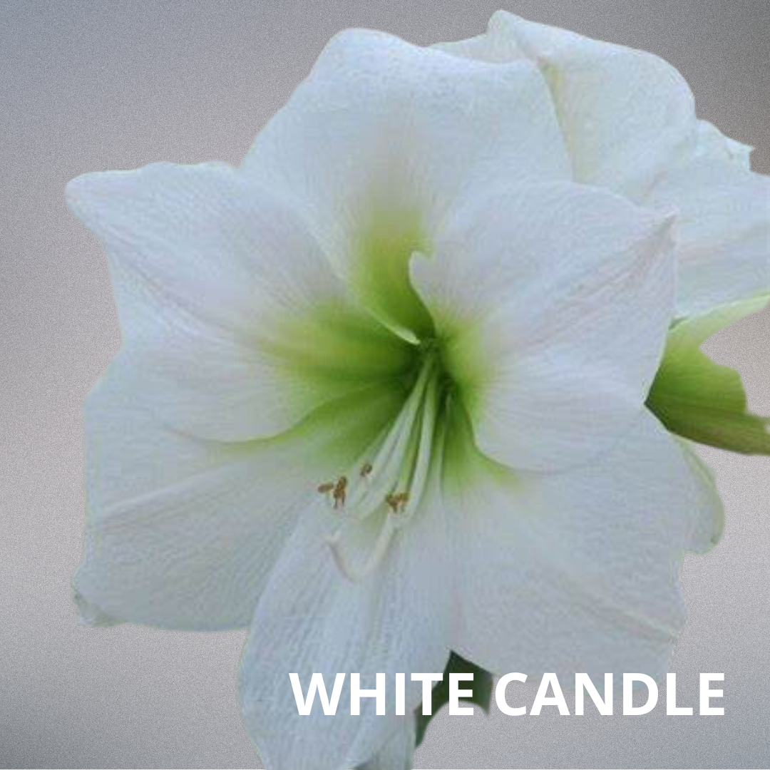 BULBOS DE AMARYLLIS WHITE CANDLE (BLANCO)