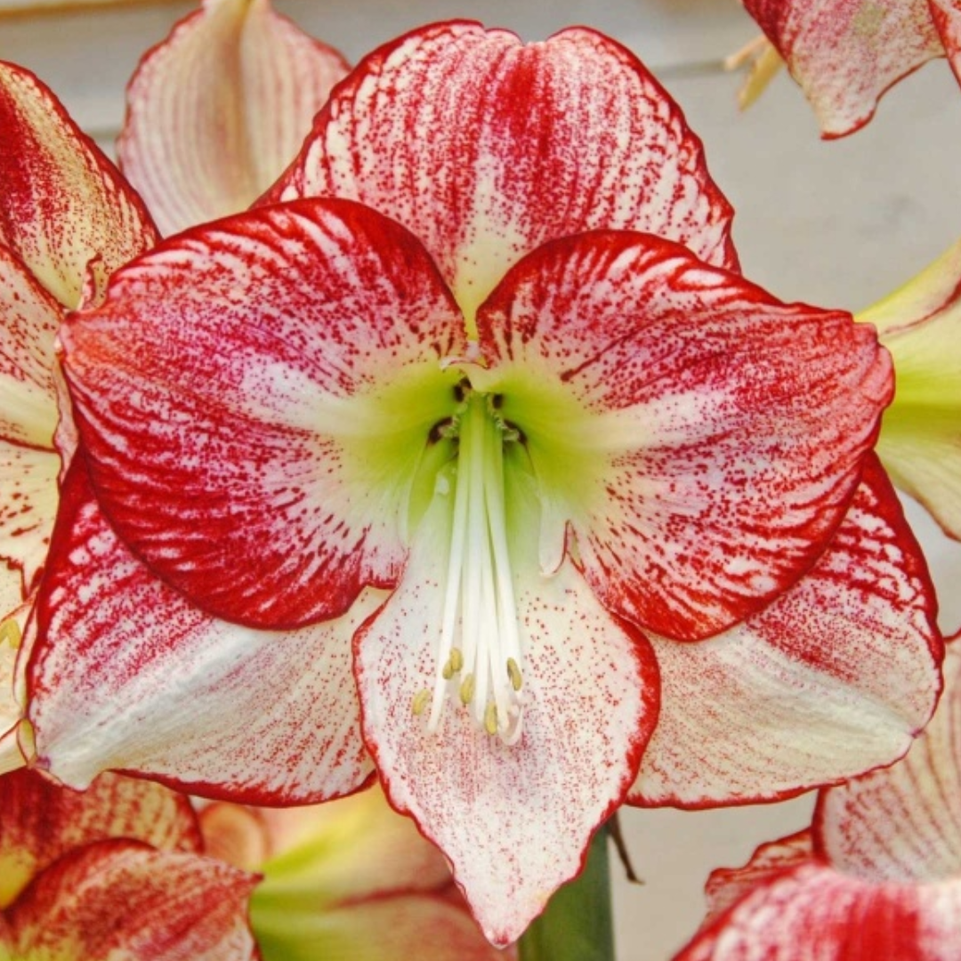 BULBOS DE AMARYLLIS FLAMENCO (BLANCO/PUNTOS ROJOS)