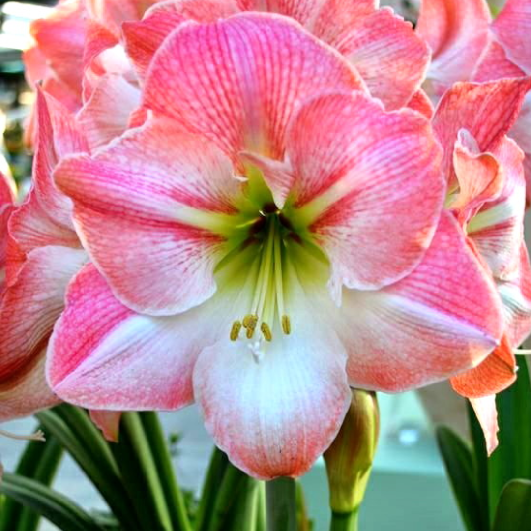 BULBOS DE AMARYLLIS CHERRY BLOSSOM (ROSADO/BLANCO)