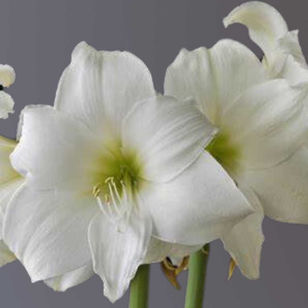 AMARYLLIS WAX CERA DORADA - FLOR BLANCA