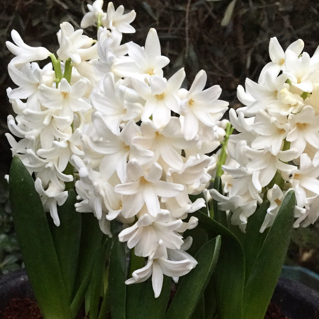 BULBOS DE JACINTOS BLANCOS AIOLOS