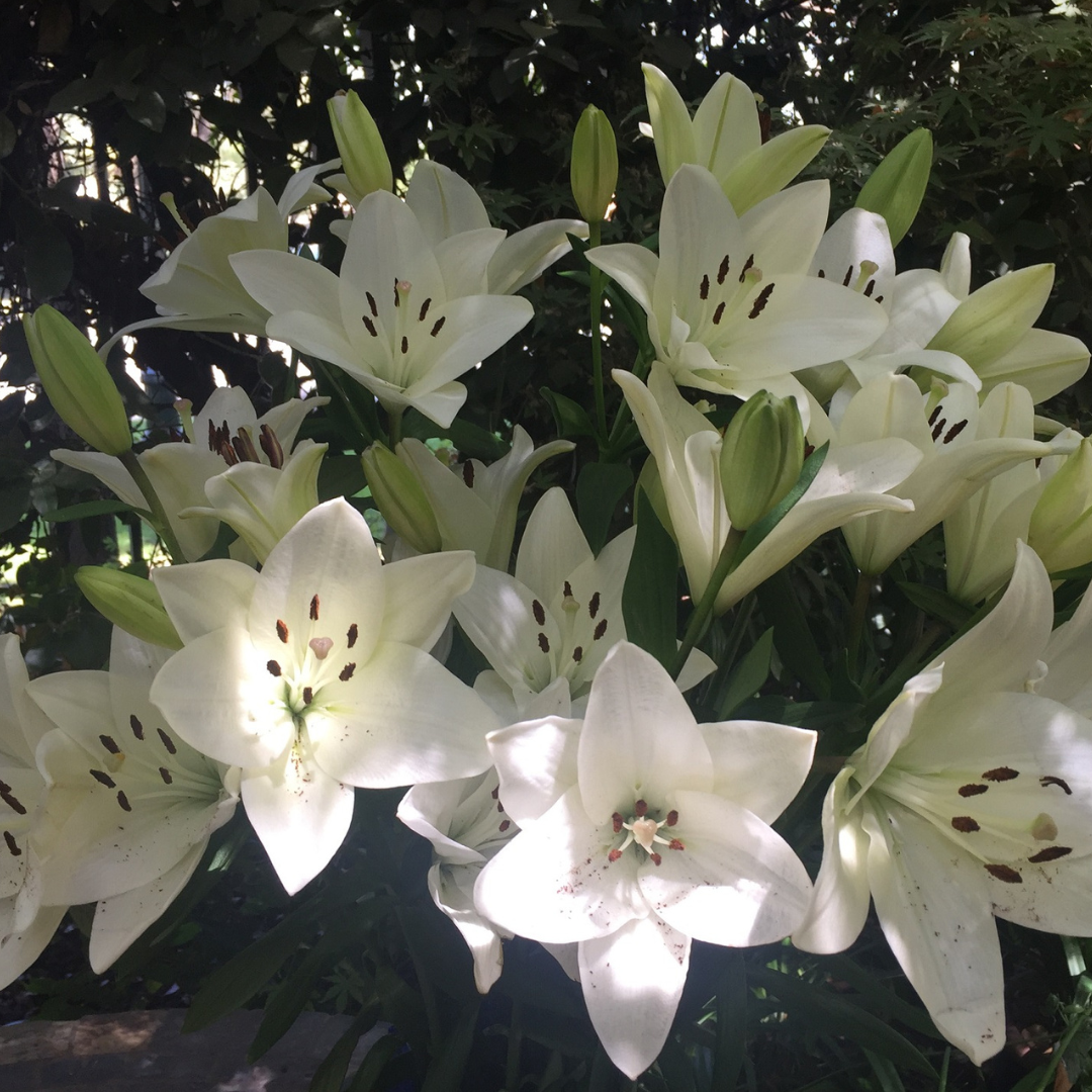 BULBO LILIUM ASIATICO XL BLANCO(LITOUWEN)