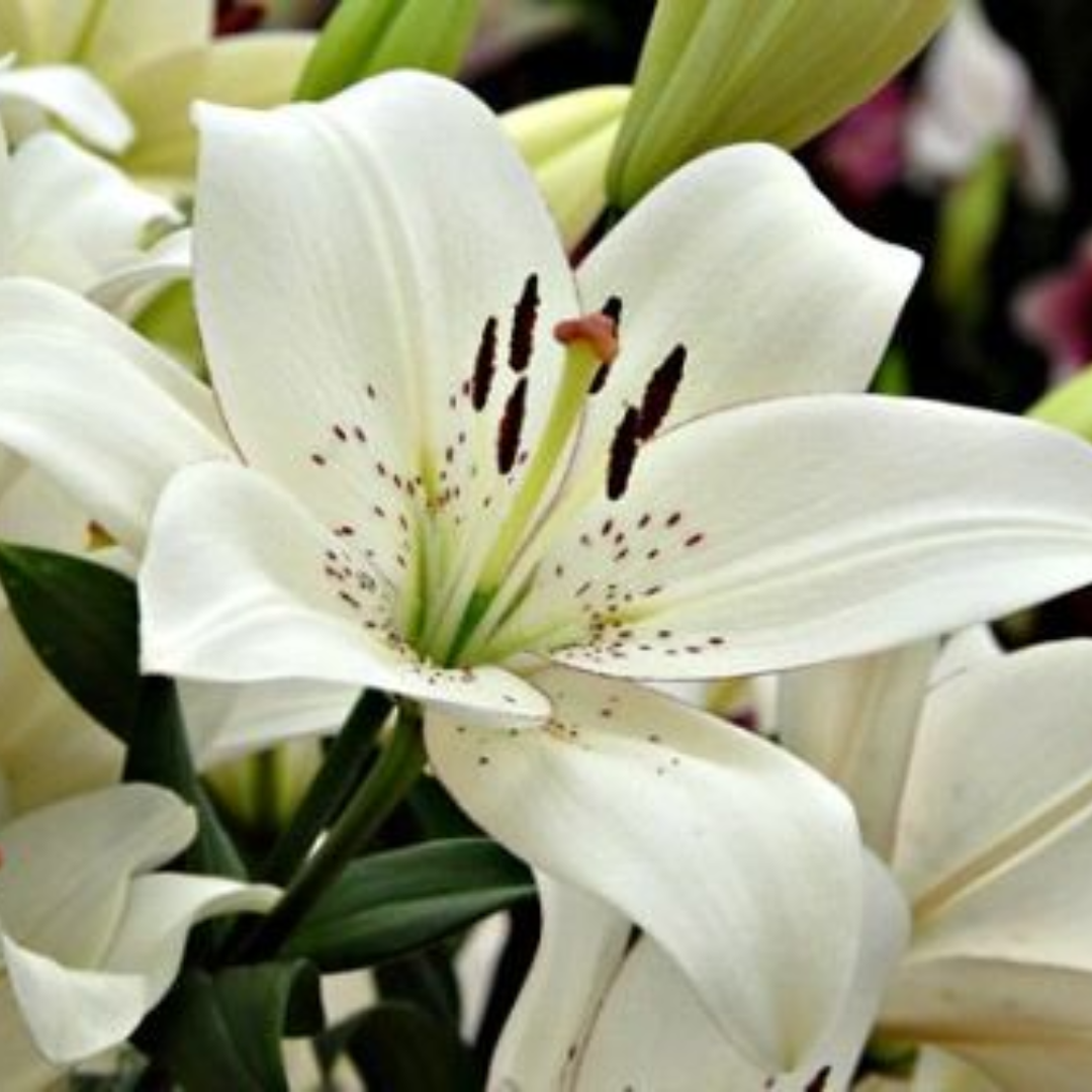 BULBO LILIUM ASIATICO XL BLANCO(LITOUWEN)