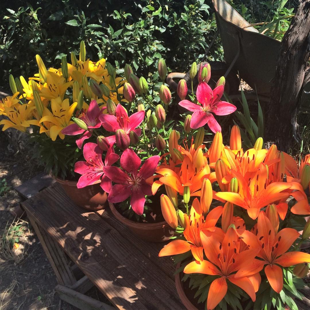 BULBO LILIUM MINI POT AMARILLO (TINY RANGER)