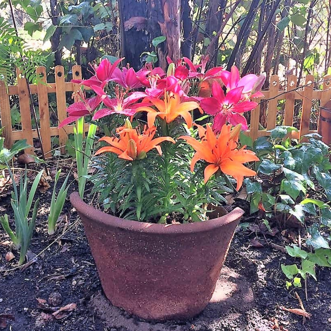 BULBO LILIUM MINI POT ROJO/BURDEO (TINY INK)