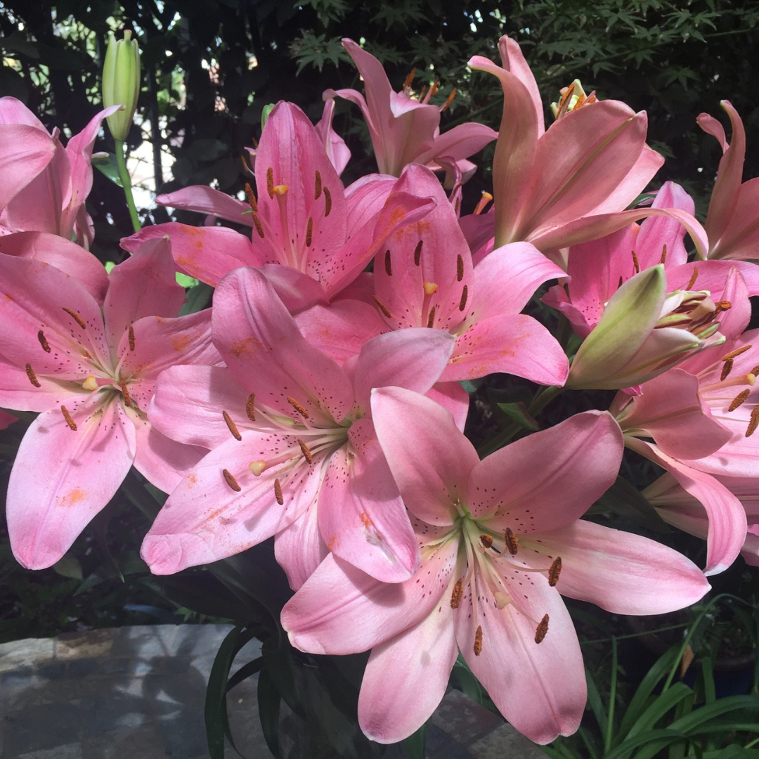 BULBO LILIUM ASIATICO L ROSADO ( INDIAN SUMMER SET)