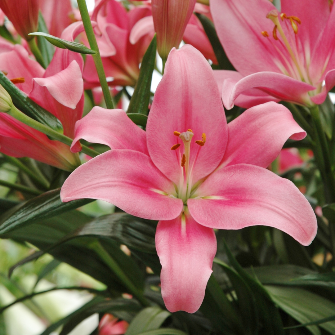 BULBO LILIUM ASIATICO L ROSADO ( INDIAN SUMMER SET)